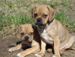 Photo Puggle