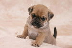 Photo Puggle