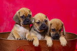 Photo Puggle