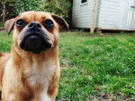 Photo Puggle