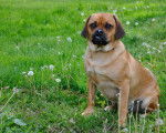 Photo Puggle