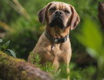 Photo Puggle