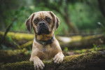 Photo Puggle