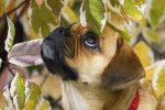 Photo Puggle