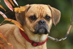 Photo Puggle