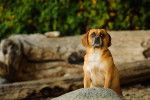 Photo Puggle