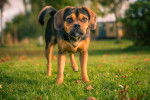 Photo Puggle
