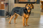 Photo Puggle