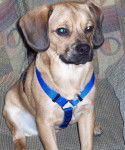 Broosky - Puggle Mâle (1 an)