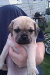Jr - Puggle Mâle (2 mois)