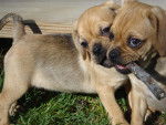 Photo Puggle