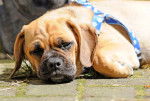 Photo Puggle