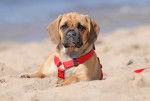 Photo Puggle