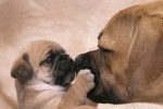 Photo Puggle