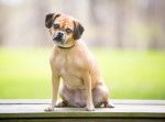 Photo Puggle