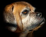 Photo Puggle