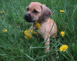 Photo Puggle