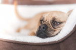 Photo Puggle