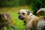 Photo Puggle