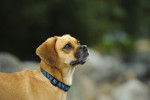 Photo Puggle