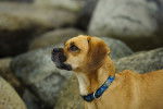 Photo Puggle