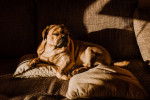 Photo Puggle