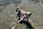 Un Puggle marchant dans l'eau et tenu en laisse
