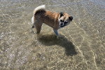 Un Puggle se tenant dans l'eau