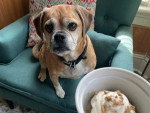 Un Puggle assis sur un fauteuil portant un collier autour et s'apprêtant à recevoir son repas 
