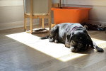 Un Puggle allongé sur un parquet