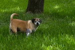 Un Puggle sur un terrain herbeux