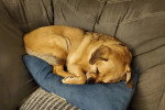 Un Puggle allongé sur un canapé et semblant dormir