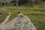Un Puggle assis sur une grosse pierre