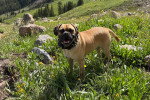 Un Puggle sur un terrain herbeux et portant un collier autour du cou