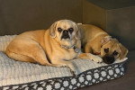 Deux Puggles allongé sur un lit 