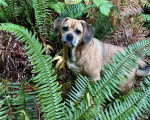 Un Puggle assis dans un buisson