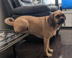 Un Puggle dans un appartement