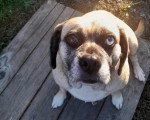 Un Puggle assis sur une planche en bois