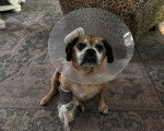 Un Puggle assis sur une moquette et portant un carcan