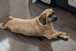 Un Puggle allongé sur un parquet