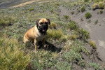 Un Puggle assis sur un terrain herbeux