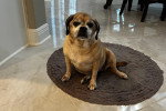 Un Puggle assis sur un tapis