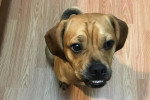 Un Puggle assis sur un parquet