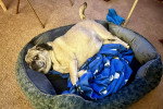 Un Puggle allongé sur un panier