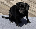 Un Puggle assis sur un tapis