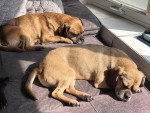 Deux Puggles allongés sur un canapé