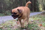 Un Puggle marchant sur un terrain herbeux et portant un collier 