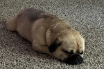 Un Puggle allongé sur une moquette
