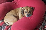Un Puggle allongé sur un coussin et regardant vers la caméra