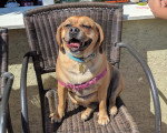 Un Puggle assis sur une chaise
